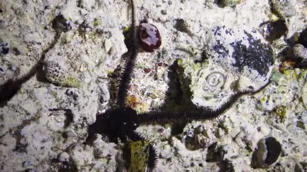 Kırılgan Yıldız Ophiocoma Scolopendrina Yiyecek Aramak Için Kıyıya Yakın Sığ — Stok video