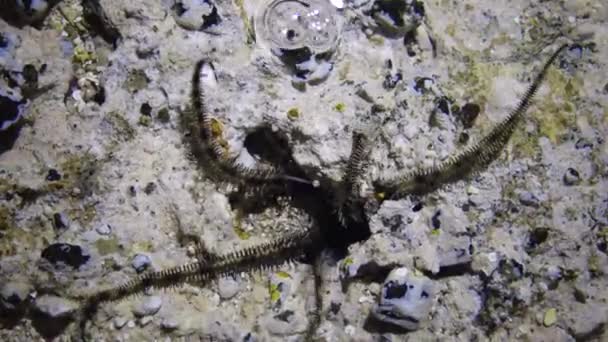 Étoile Fragile Ophiocoma Scolopendrina Rampant Dans Les Eaux Peu Profondes — Video