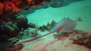 Bluespotted (Taeniura lymma) Ribbontail vatozu Kızıl Deniz 'deki mercanlar arasında uzanır veya yüzer.