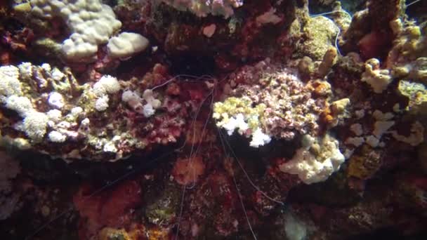 Tentacoli Verme Raccogliendo Detriti Una Barriera Corallina Nel Mar Rosso — Video Stock