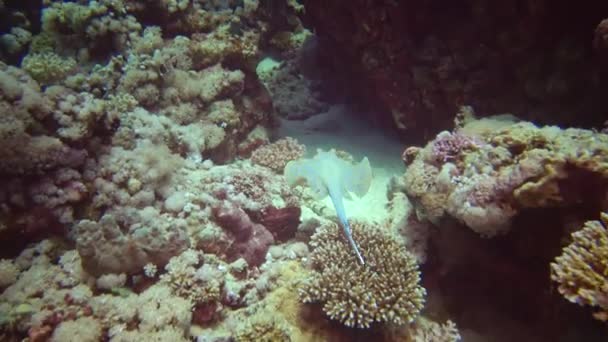 紅海のサンゴ礁 マルサ アラム エジプトのサンゴ礁の間では ブルースポット テニウラ リンマ のリブボテール線が砂やフロートに横たわっています — ストック動画