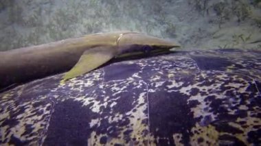 Şahin gagalı deniz kaplumbağası (Eretmochelys imbricata) veya deniz tabanında deniz yosunu yiyen yeşil deniz kaplumbağası (Chelonia mydas), Kızıl Deniz, Mısır