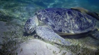 Şahin gagalı deniz kaplumbağası (Eretmochelys imbricata) veya deniz tabanında deniz yosunu yiyen yeşil deniz kaplumbağası (Chelonia mydas), Kızıl Deniz, Mısır