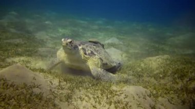 Şahin gagalı deniz kaplumbağası (Eretmochelys imbricata) veya deniz tabanında deniz yosunu yiyen yeşil deniz kaplumbağası (Chelonia mydas), Kızıl Deniz, Mısır