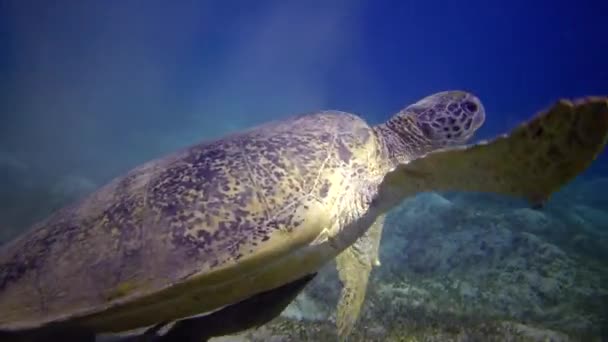 Taucher Schwimmen Der Nähe Des Tieres Meeresschildkröte Eretmochelys Imbricata Oder — Stockvideo