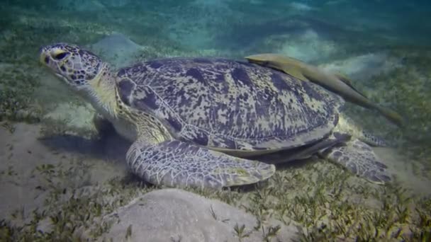Havssköldpadda Eretmochelys Imbricata Eller Havssköldpadda Chelonia Mydas Som Äter Alger — Stockvideo