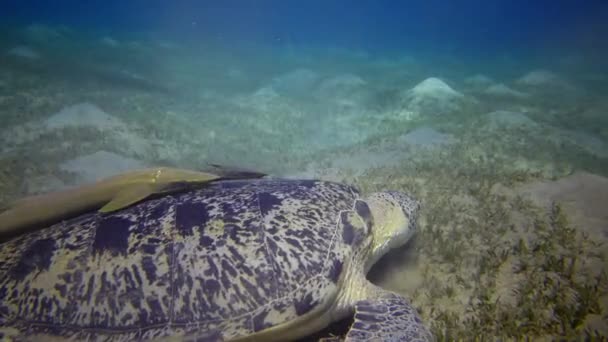 Havssköldpadda Eretmochelys Imbricata Eller Havssköldpadda Chelonia Mydas Som Äter Alger — Stockvideo