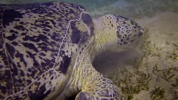 Żółw Morski Eretmochelys Imbricata Lub Żółw Morski Chelonia Mydas Jedzący — Wideo stockowe