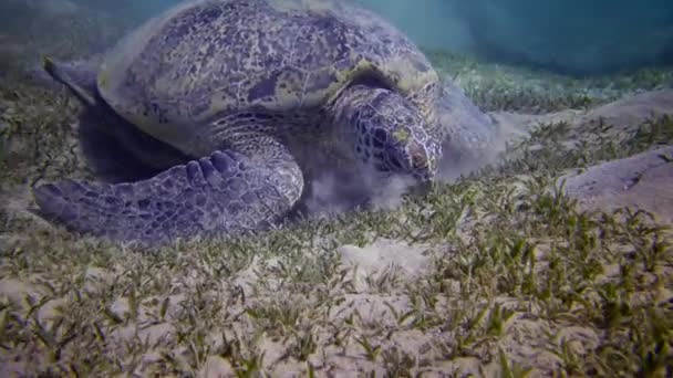 Meeresschildkröte Eretmochelys Imbricata Oder Grüne Meeresschildkröte Chelonia Mydas Fressen Algen — Stockvideo