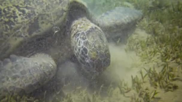 Havssköldpadda Eretmochelys Imbricata Eller Havssköldpadda Chelonia Mydas Som Äter Alger — Stockvideo