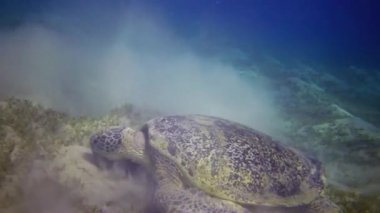 Şahin gagalı deniz kaplumbağası (Eretmochelys imbricata) veya deniz tabanında deniz yosunu yiyen yeşil deniz kaplumbağası (Chelonia mydas), Kızıl Deniz, Mısır