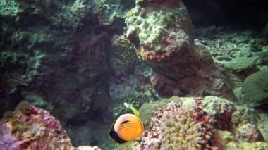 Mercan kayalıkları, tropik balıklar. Tropikal balık ve mercanlarla dolu güzel sualtı manzarası. Mısır