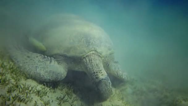Große Seeanemone Grund Des Korallenriffs Roten Meer Die Natur Des — Stockvideo