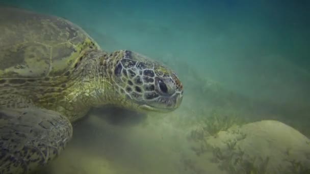 Hawksbill tengeri teknős (Eretmochelys imbricata) vagy zöld tengeri teknős (Chelonia mydas) eszik tengeri moszat a tengerfenéken, Vörös-tenger, Egyiptom
