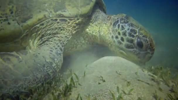 埃及红海 霍克斯比尔海龟 Eretmochelys Imbricata 或绿海龟 Chelonia Mydas 在海底吃海藻 — 图库视频影像