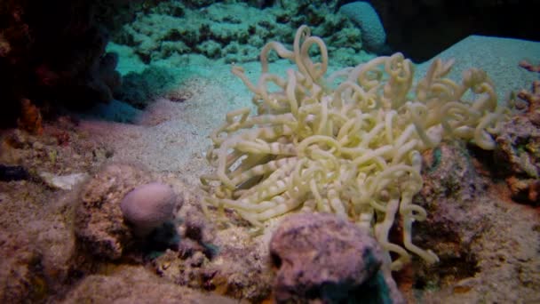 Velká Mořská Sasanka Dně Poblíž Korálového Útesu Rudém Moři Druh — Stock video
