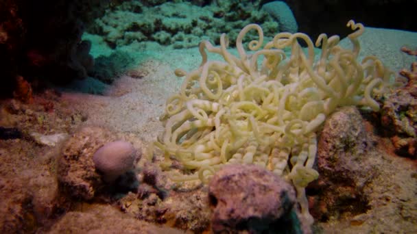 Ampio Anemone Marino Sul Fondo Vicino Alla Barriera Corallina Nel — Video Stock