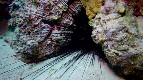 Ouriço Mar Diadema Preto Echinothrix Diadema Escondido Uma Cavidade Rochosa — Vídeo de Stock