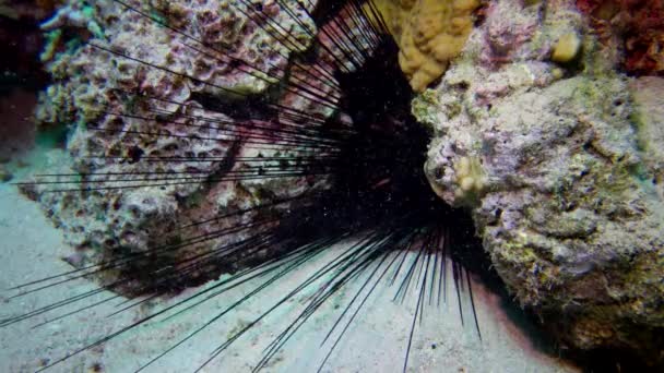 Oursin Noir Echinothrix Diadema Caché Dans Une Cavité Rocheuse Sur — Video