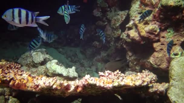 紅海魚 Abudefdf Sexfacisatusエジプト紅海 カラフルなサンゴ礁の深い青色の水で — ストック動画