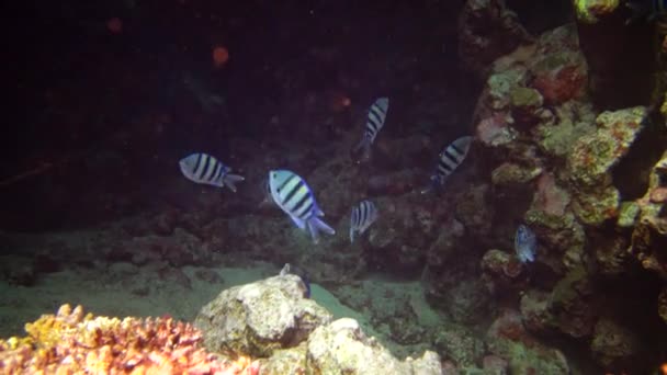 Peixe Marinho Vermelho Abudefduf Sexfasciatus Scissortail Sargento Águas Azuis Profundas — Vídeo de Stock