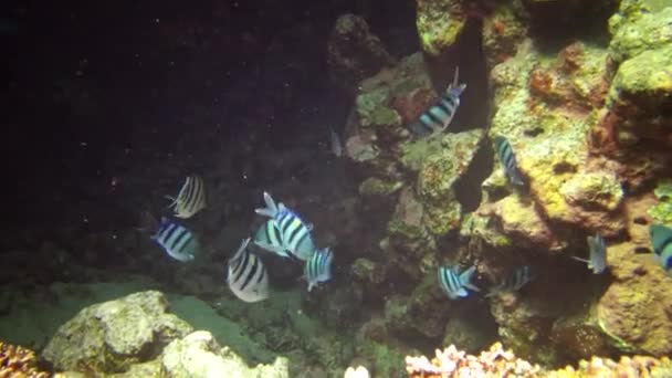 Roter Meeresfisch Abudefduf Sexfasciatus Scherenschwanzsergeant Tiefblauen Wasser Einem Bunten Korallenriff — Stockvideo