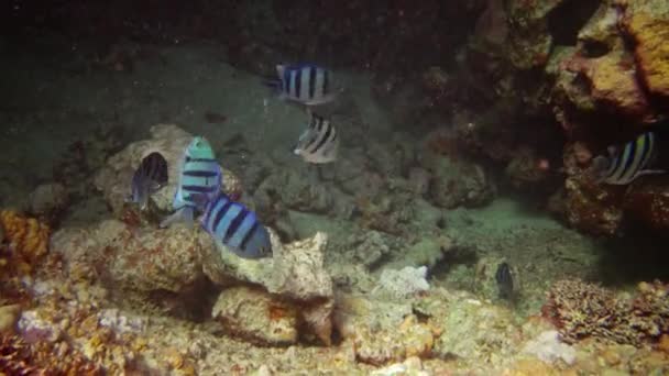 Ikan Laut Merah Abudefduf Sexfasciatus Sersan Scissortail Perairan Biru Dalam — Stok Video