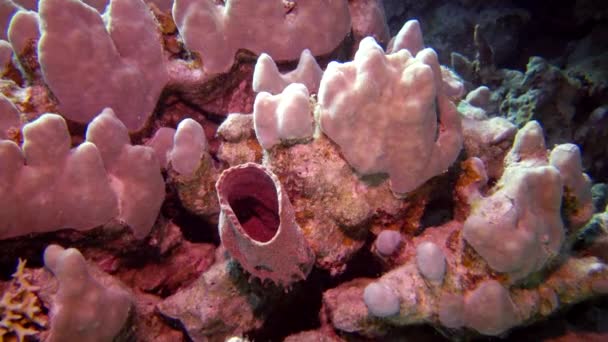 昂贵的管状海绵 Callyspongia Crassa 在埃及红海水下灯的照射下呈红色 — 图库视频影像