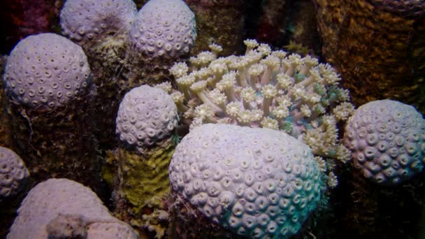 Récif Corallien Dans Mer Rouge Beau Paysage Sous Marin Avec — Video