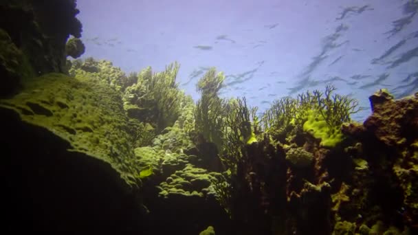 Arrecife Coral Mar Rojo Abu Dub Hermoso Paisaje Submarino Con — Vídeo de stock