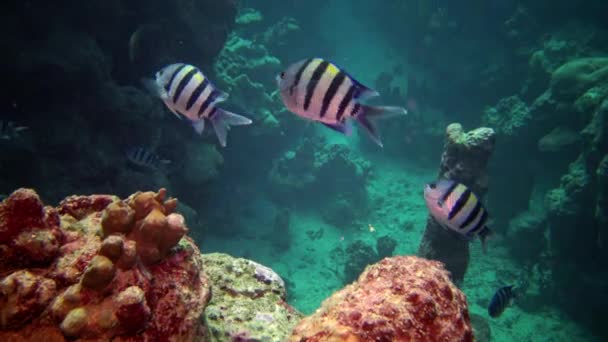 Arrecife Coral Peces Tropicales Hermoso Paisaje Submarino Con Peces Tropicales — Vídeos de Stock