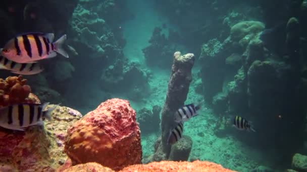 Korallenriff Tropische Fische Schöne Unterwasserlandschaft Mit Tropischen Fischen Und Korallen — Stockvideo