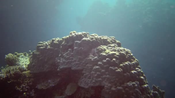 Korallzátony Vörös Tengeren Abu Dub Gyönyörű Víz Alatti Táj Trópusi — Stock videók