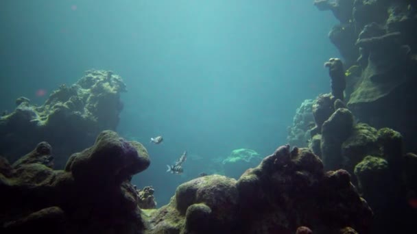 红海的珊瑚礁 美丽的水下景观与热带鱼和珊瑚 生物珊瑚礁 — 图库视频影像