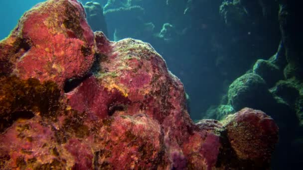 Recifes Coral Mar Vermelho Abu Dub Bela Paisagem Subaquática Com — Vídeo de Stock