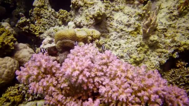 Coral Reef Red Sea Abu Dub Beautiful Underwater Landscape Tropical — Stock Video