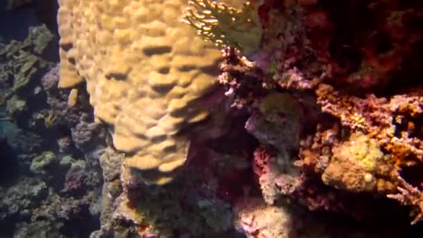 Arrecife Coral Mar Rojo Abu Dub Hermoso Paisaje Submarino Con — Vídeo de stock