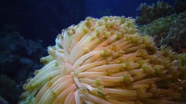 Statik Video Kızıl Deniz Deki Mercan Resifi Mercanlarla Mercanların Dokunaçlarıyla — Stok video