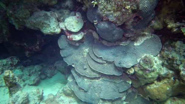 Korálový Útes Rudém Moři Abu Dube Krásná Podmořská Krajina Tropickými — Stock video
