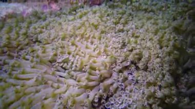 Statik video, Kızıl Deniz 'deki mercan resifi. Mercanlarla, mercanların dokunaçlarıyla güzel bir sualtı manzarası planktonları yakalar ve suda sallanır. Mısır
