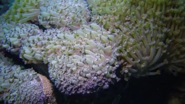 Statik video, Kızıl Deniz 'deki mercan resifi. Mercanlarla, mercanların dokunaçlarıyla güzel bir sualtı manzarası planktonları yakalar ve suda sallanır. Mısır