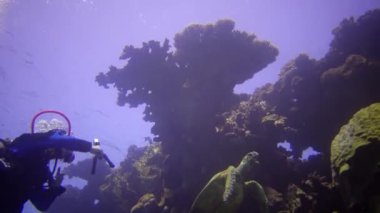 Mısır, Abu Dabb - 11 Nisan 2019: Kızıldeniz 'de yeşil bir kaplumbağanın yanında yüzen bir dalgıç. Mısır