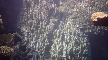 Mercan resifi, farklı türde mercan ve tropikal balıklar. Kızıl Deniz 'in Doğası.