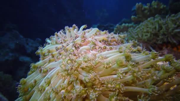 Статичне Відео Кораловий Риф Червоному Морі Прекрасний Підводний Краєвид Коралами — стокове відео