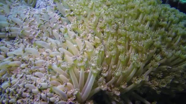 Vídeo Estático Arrecife Coral Mar Rojo Hermoso Paisaje Submarino Con — Vídeo de stock