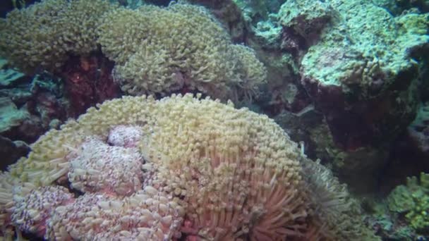 Vídeo Estático Arrecife Coral Mar Rojo Hermoso Paisaje Submarino Con — Vídeo de stock