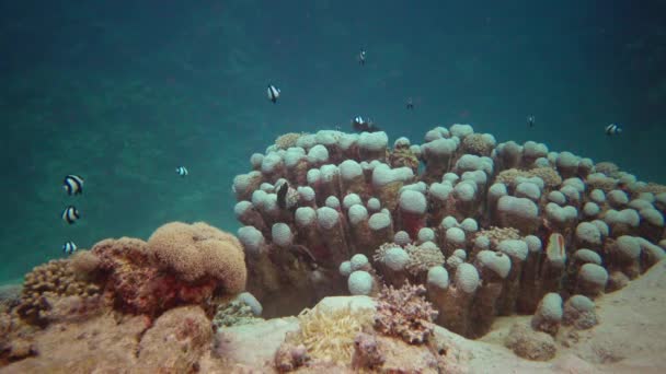 Levenskoraalrif Statische Video Koraalrif Rode Zee Abu Dub Prachtig Onderwaterlandschap — Stockvideo
