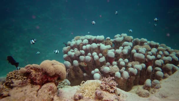 Vida Arrecife Coral Vídeo Estático Arrecife Coral Mar Rojo Abu — Vídeos de Stock