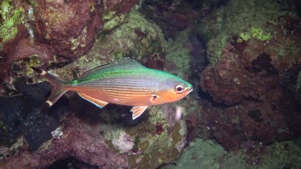 Fish Red Sea Vídeo Nocturno Peces Tropicales Duermen Por Noche — Vídeos de Stock