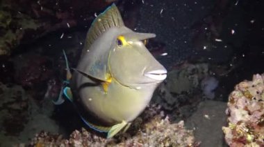Shot-nose unicomfish (Naso unicornis), geceleri balık yavaşça resifin üzerinde yüzer. Kızıl Deniz, Mısır
